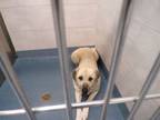 Adopt Journey a Tricolor (Tan/Brown & Black & White) Anatolian Shepherd / Mixed