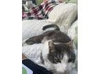 Adopt Sadie a Gray or Blue American Shorthair / Mixed (short coat) cat in Castro