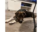 Adopt Xena a Brindle - with White Mutt / Mixed dog in San Antonio, TX (41286390)