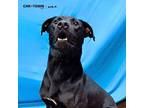 Adopt Buck The Wonder Dog a Labrador Retriever / Mixed dog in Lexington