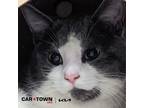 Adopt Milk a Domestic Shorthair / Mixed cat in Lexington, KY (41195040)
