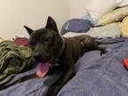 Adopt Earth a Brindle Presa Canario / Dutch Shepherd dog in Allen, TX (41279058)