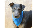 Adopt Thistle a Black Airedale Terrier / Mixed Breed (Medium) / Mixed (short
