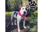 Adopt Juliet a White American Staffordshire Terrier / Mixed Breed (Medium) /