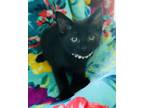 Adopt Kera a All Black Domestic Mediumhair / Domestic Shorthair / Mixed cat in