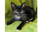 Adopt Karson a All Black Domestic Mediumhair / Domestic Shorthair / Mixed cat in