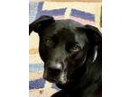 Adopt Robie a Black Labrador Retriever / Border Collie / Mixed dog in Felton