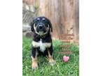 Adopt Belle a Tricolor (Tan/Brown & Black & White) Mixed Breed (Medium) / Mixed
