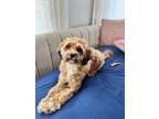 Adopt Lulu a Tricolor (Tan/Brown & Black & White) Maltipoo / Mixed dog in