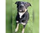 Adopt Dixie a Black - with Tan, Yellow or Fawn Mixed Breed (Medium) / Mixed dog