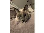 Adopt Wanda a Gray, Blue or Silver Tabby Siamese / Mixed (medium coat) cat in
