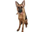 Adopt Kona a Black - with Tan, Yellow or Fawn German Shepherd Dog / Mixed dog in