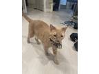 Adopt Puck a Tan or Fawn American Shorthair / Mixed (short coat) cat in Anaheim