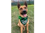 Adopt Cali a Brown/Chocolate - with Black German Shepherd Dog / Mixed dog in