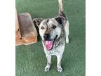 Adopt Kuma a Terrier (Unknown Type, Small) / Husky / Mixed dog in Columbia