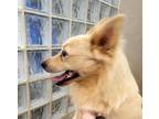 Adopt Lays a Red/Golden/Orange/Chestnut Pomeranian / Mixed dog in Lihue