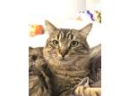 Adopt Shaggy a Brown Tabby Domestic Longhair (long coat) cat in Chino