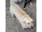 Adopt Kiwi a Tan/Yellow/Fawn American Staffordshire Terrier / Labrador Retriever