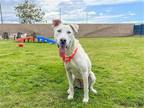 Adopt BESS a White German Shepherd Dog / Labrador Retriever / Mixed dog in