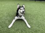 Adopt LUNA a Black Siberian Husky / Mixed dog in Tustin, CA (41188104)