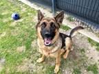 Adopt HAITI a Black German Shepherd Dog / Mixed dog in Tustin, CA (41182811)