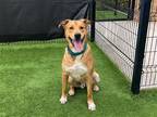 Adopt MILLER a Brown/Chocolate Black Mouth Cur / Mixed dog in Tustin