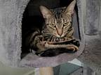 Adopt Ohne a Brown Tabby Domestic Shorthair / Mixed (short coat) cat in