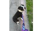 Adopt Hammy a Black - with White American Staffordshire Terrier / Mixed dog in