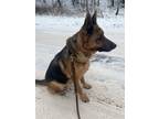 Adopt Lizzy a Black - with Tan, Yellow or Fawn German Shepherd Dog / Mixed dog
