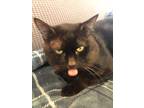 Adopt Donkey a All Black Domestic Shorthair (short coat) cat in Chino