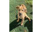 Adopt Snow a Tan/Yellow/Fawn - with Black Mixed Breed (Small) / Mixed dog in