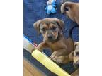 Adopt Peeta a Red/Golden/Orange/Chestnut - with Black Mixed Breed (Small) /