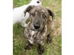 Adopt Clementine a Brindle - with White Shepherd (Unknown Type) / Terrier