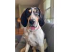 Adopt Tucker a Tricolor (Tan/Brown & Black & White) Hound (Unknown Type) / Mixed
