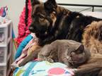 Adopt Kona a Brown/Chocolate - with Black German Shepherd Dog / Mixed dog in