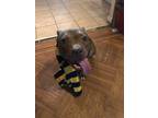Adopt Rufus a Brown/Chocolate American Pit Bull Terrier / Mixed dog in