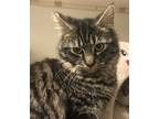 Adopt Roxy a Brown Tabby Domestic Mediumhair (medium coat) cat in Chino