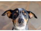 Adopt Rosie a Gray/Blue/Silver/Salt & Pepper Australian Cattle Dog / Blue Heeler