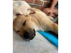 Adopt Stevie Nicks a Shepherd (Unknown Type) / Labrador Retriever / Mixed dog in