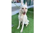 Adopt Lola a Tan/Yellow/Fawn Shepherd (Unknown Type) / Mixed dog in Canoga Park