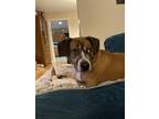 Adopt Roscoe a Brown/Chocolate - with White Boxer / Beagle / Mixed dog in