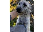 Adopt Scotty a Tan/Yellow/Fawn Terrier (Unknown Type, Medium) / Mixed dog in