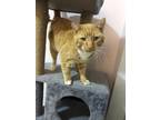 Adopt Rusty a Orange or Red Domestic Shorthair (short coat) cat in Chino