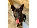 Adopt Duffy a Black - with White Shepherd (Unknown Type) / Mixed dog in Canoga