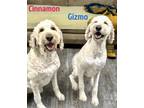 Adopt CINNAMON a White Goldendoodle / Mixed dog in Mandeville, LA (41286034)