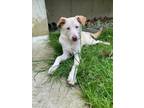 Adopt Colette a Tan/Yellow/Fawn Labrador Retriever / Mixed dog in Skippack