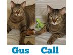 Adopt Gus a Tan or Fawn Domestic Shorthair / Mixed Breed (Medium) / Mixed (short