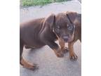 Adopt Choco a Brown/Chocolate Mixed Breed (Medium) / Mixed dog in Oklahoma City