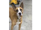 Adopt Ginger a Red/Golden/Orange/Chestnut Mixed Breed (Large) / Mixed dog in