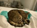 Adopt Lucky a Tiger Striped Bengal / Mixed (short coat) cat in Cumming